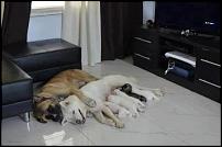 FamilyLoveDogs.jpg