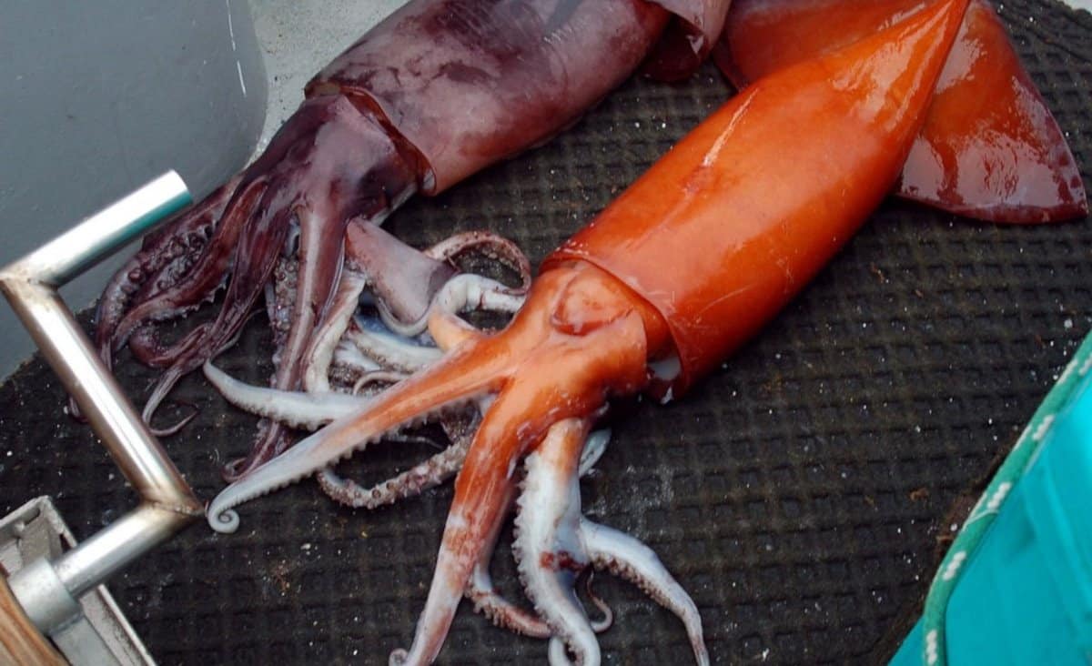 Humboldt-Squid-lying-on-boat.jpg